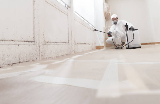 Black mold remediation team in Port Tobacco